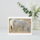 Carte Postale Poney Blanc (Debout devant)