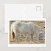 Carte Postale Poney Blanc (Devant / Derrière)