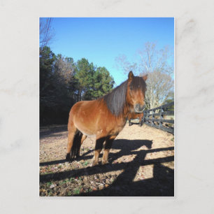 Carte Postale Poney brun ciel turquoise