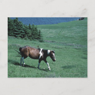 Carte Postale Poney dans les pâturages