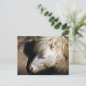 Carte Postale Poney de passage (Debout devant)