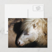 Carte Postale Poney de passage (Devant / Derrière)