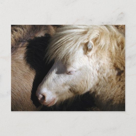 Carte Postale Poney de passage (Devant)