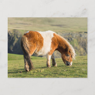 Carte Postale Poney De Shetland Sur Le Pâturage Près De Hautes F