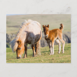 Carte Postale Poney De Shetland Sur Le Pâturage Près De Hautes F