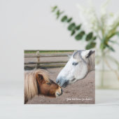 Carte Postale Poney des Shetland et poney Highland (Debout devant)