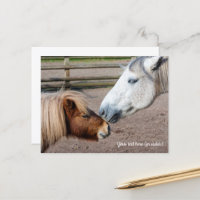 Poney des Shetland et poney Highland