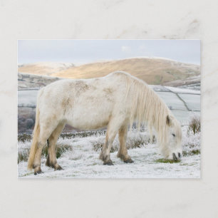 Carte Postale Poney Fell blanc sur la lande en hiver