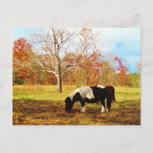 Carte Postale Poney miniature noir et blanc / Cheval
