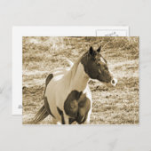 Carte Postale Poney Paint (Devant / Derrière)