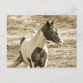 Carte Postale Poney Paint (Devant)