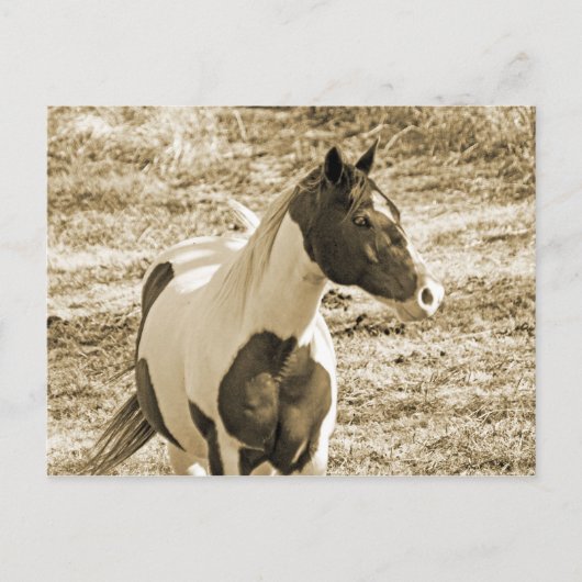 Carte Postale Poney Paint (Devant)