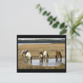 Carte Postale Poney sauvage (Debout devant)