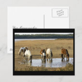 Carte Postale Poney sauvage (Devant / Derrière)