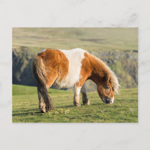 Carte Postale Poney Shetland dans un pâturage près de hautes fal