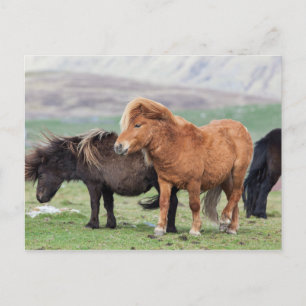 Carte Postale Poney Shetland, Îles Shetland, Écosse 2