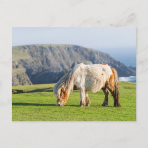 Carte Postale Poney Shetland sur le pâturage près de hautes fala
