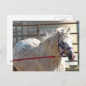 Carte Postale Poney Tacheté (Devant / Derrière)