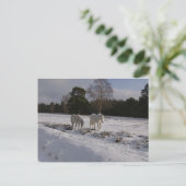 Carte Postale Poneys dans la neige (Debout devant)