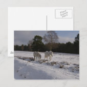 Carte Postale Poneys dans la neige (Devant / Derrière)