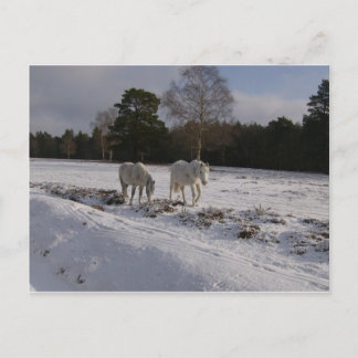 Carte Postale Poneys dans la neige