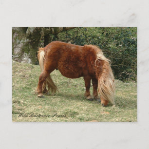 Carte Postale Poneys sauvages de Dartmoor, Angleterre / Chevaux
