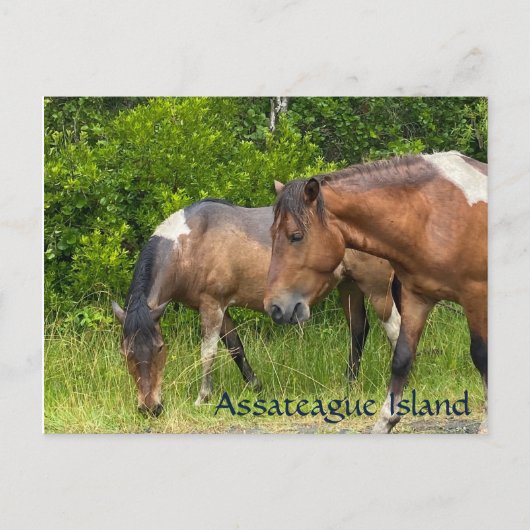 Carte Postale poneys sauvages sur l'île d'Assateauge (Devant)