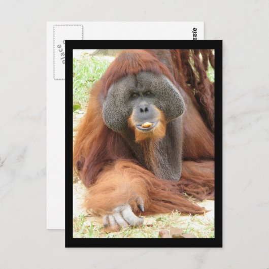 Carte postale Pongo Orangutan Ape (Devant / Derrière)