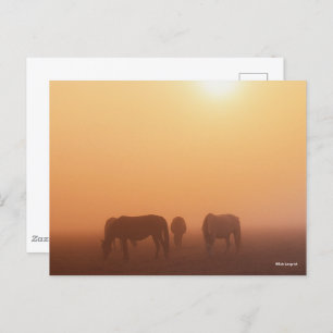 Carte Postale Ponies Caspiennes Pâtées Dans Le Levant De Soleil 