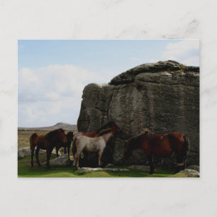 Carte Postale Ponies Dartmoor abritant les rochers de Bone Hill