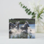 Carte Postale Ponies de Chintoteague traversant la Manche (Debout devant)