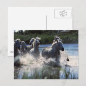 Carte Postale Ponies de Chintoteague traversant la Manche (Devant / Derrière)