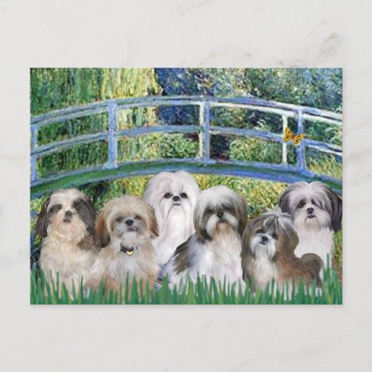 Carte Postale Pont - 6 Shih tzus (Devant)