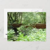 Carte Postale Pont de Muir Woods I (Devant / Derrière)