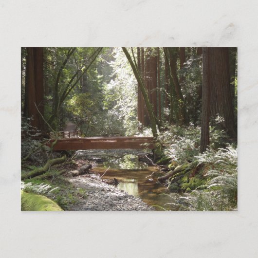 Carte Postale Pont de Muir Woods II (Devant)
