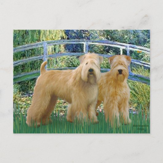 Carte Postale Pont - Deux Terriers Wheaten (Devant)