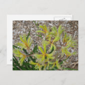 Carte Postale Pont kangourou jaune (Devant / Derrière)