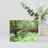 Carte Postale Pont Muir Woods I (Debout devant)
