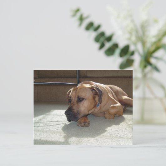 Carte Postale ponte à cur (Debout devant)