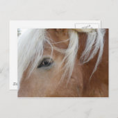 Carte postale Pony (Devant / Derrière)