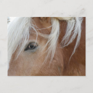Carte postale Pony