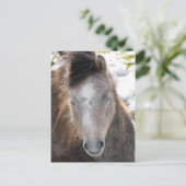 Carte Postale Pony (Debout devant)