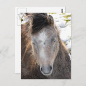 Carte Postale Pony (Devant / Derrière)