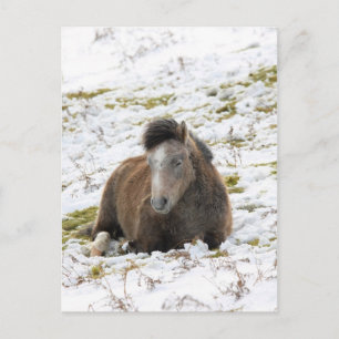 Carte Postale Pony