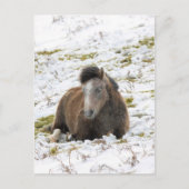 Carte Postale Pony (Devant)