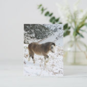 Carte Postale Pony (Debout devant)