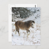 Carte Postale Pony (Devant / Derrière)