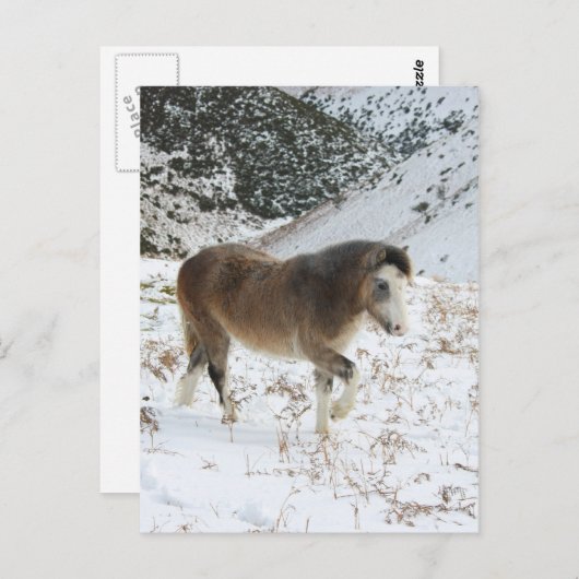 Carte Postale Pony (Devant / Derrière)