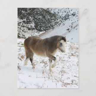 Carte Postale Pony