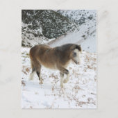 Carte Postale Pony (Devant)